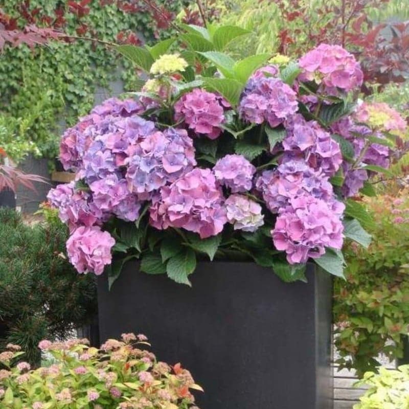 ✨Koop meer, krijg meer gratis.- Kunstmatige hortensia bloemen voor buiten💐