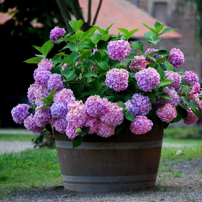 ✨Koop meer, krijg meer gratis.- Kunstmatige hortensia bloemen voor buiten💐