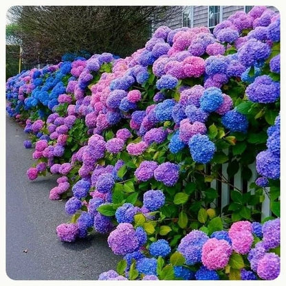 ✨Koop meer, krijg meer gratis.- Kunstmatige hortensia bloemen voor buiten💐