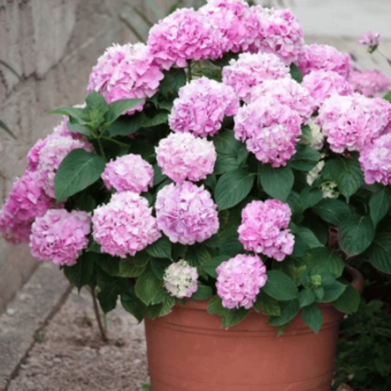 ✨Koop meer, krijg meer gratis.- Kunstmatige hortensia bloemen voor buiten💐