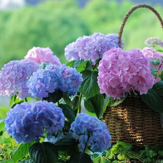 ✨Buy more, get more free.- Artificial hydrangea flowers for outdoor💐 