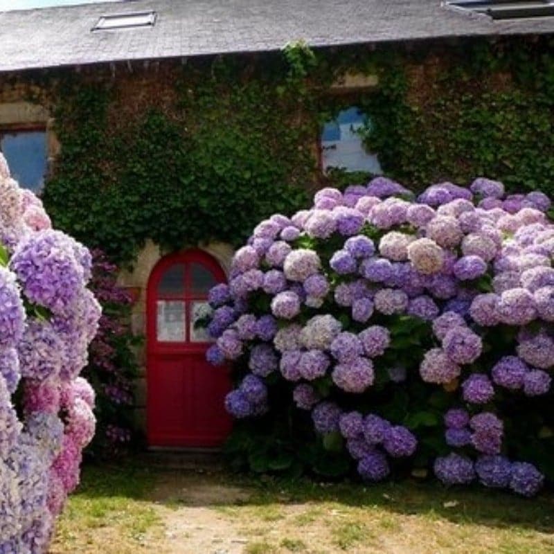 ✨Koop meer, krijg meer gratis.- Kunstmatige hortensia bloemen voor buiten💐